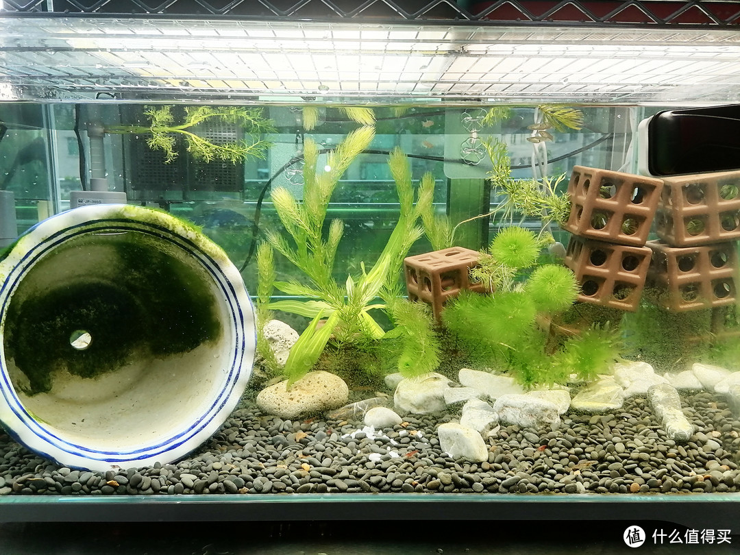 苹果螺吃蔬菜，黑壳虾不除藻，黄米奇生宝宝--我的鱼缸