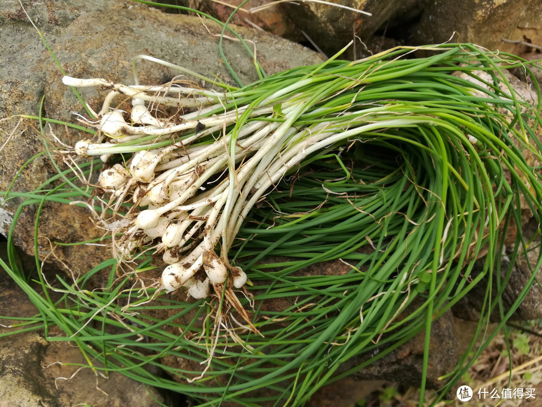 农村里随处可见的6种野菜，第5种很多人都没吃过，网友：想试试