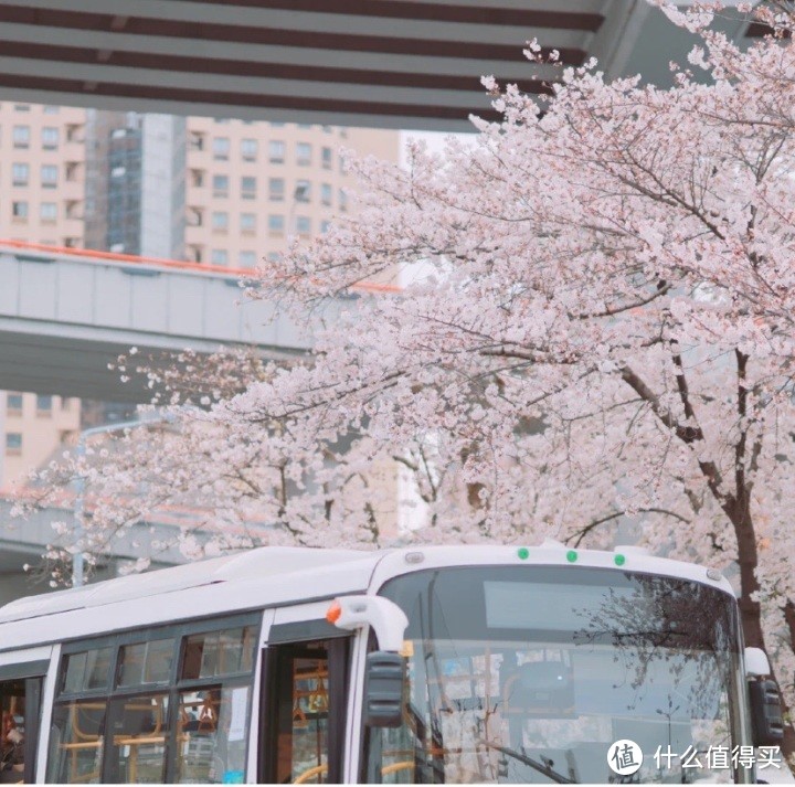 魔都小众樱花场地丨穿着JK制服来记录这浪漫的春日