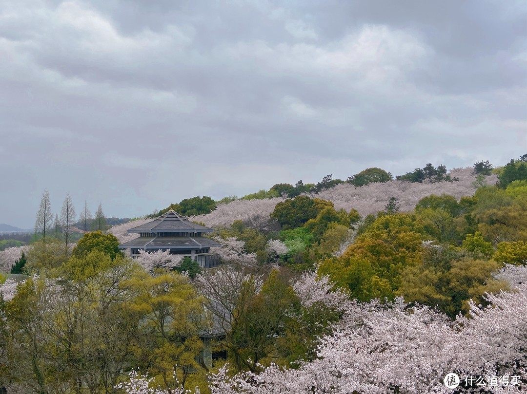 【春日赏樱·美照放送】学梁朝伟说飞就飞，深圳无锡一天一夜游