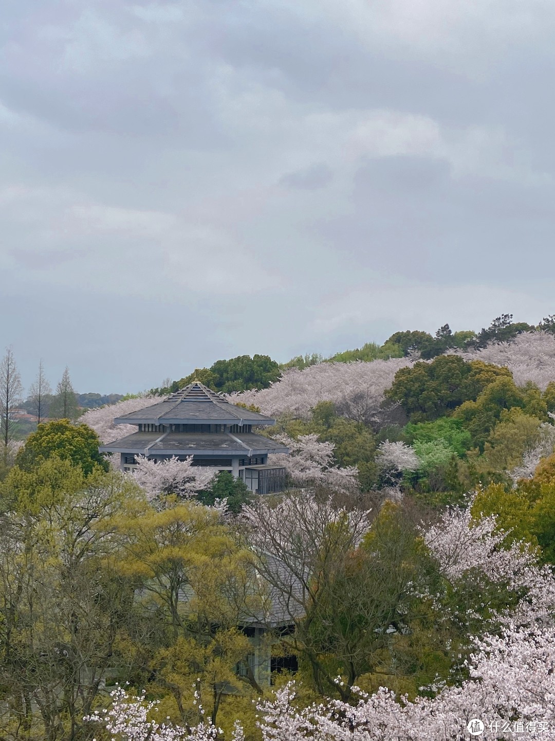 【春日赏樱·美照放送】学梁朝伟说飞就飞，深圳无锡一天一夜游