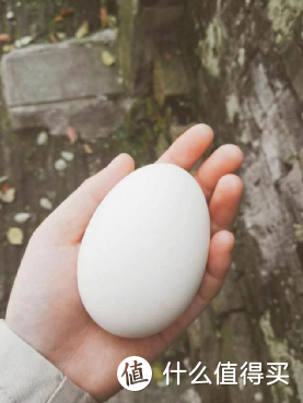 ​吃鹅蛋能去“胎毒”？真有其事？