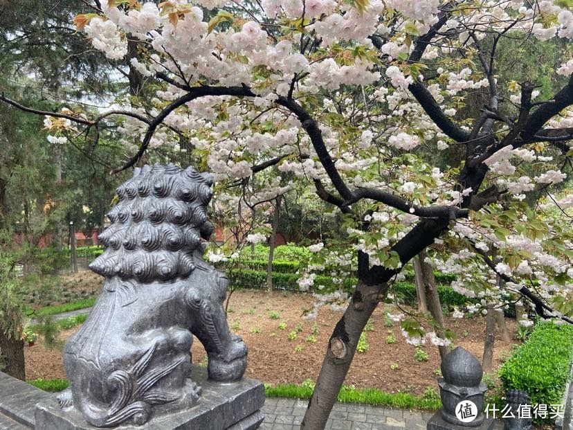 【河南】洛阳小记-白马寺