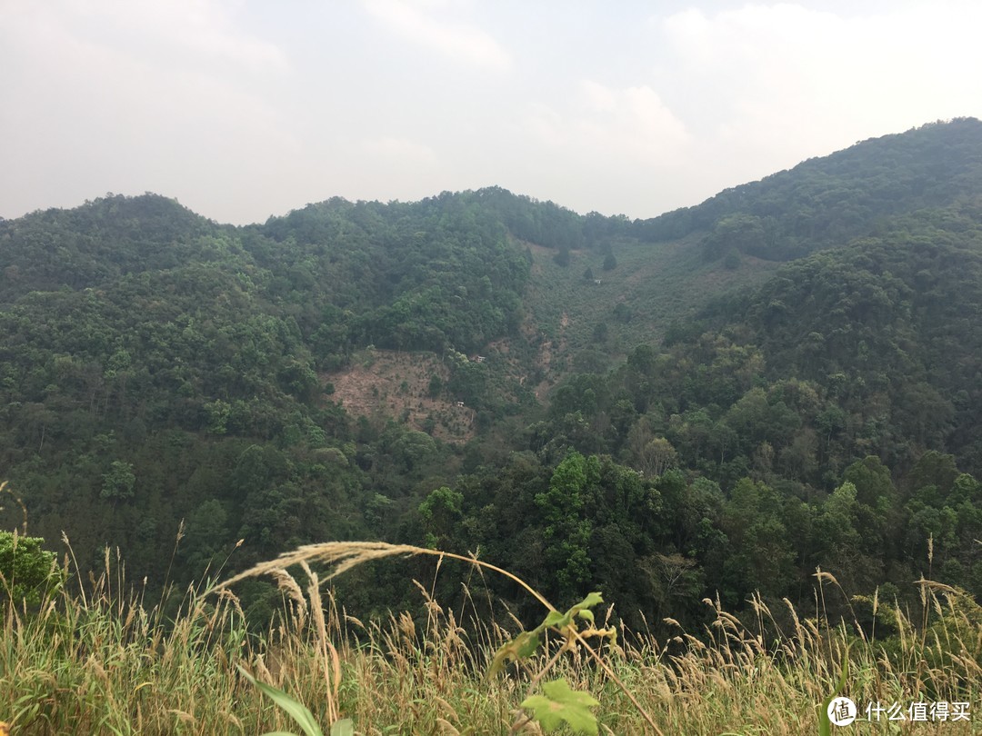 墨江景星凤凰窝古茶园被一片原始森林包围，生态绝佳