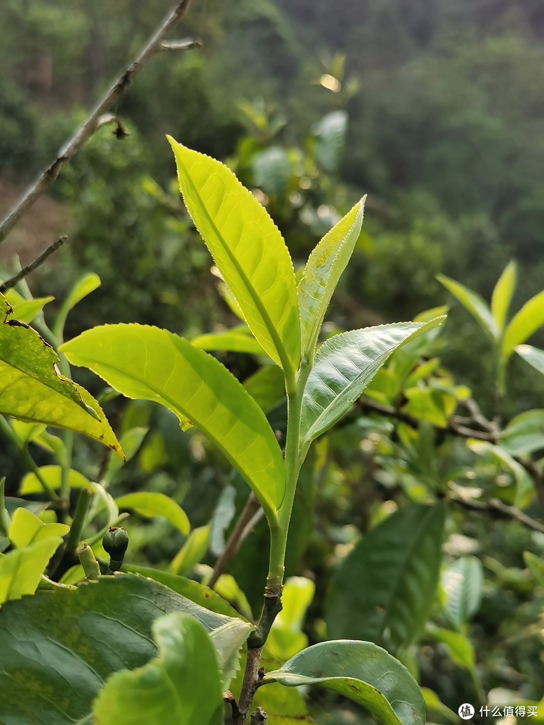 古茶树的嫩芽，暂时尚未达到采摘标准