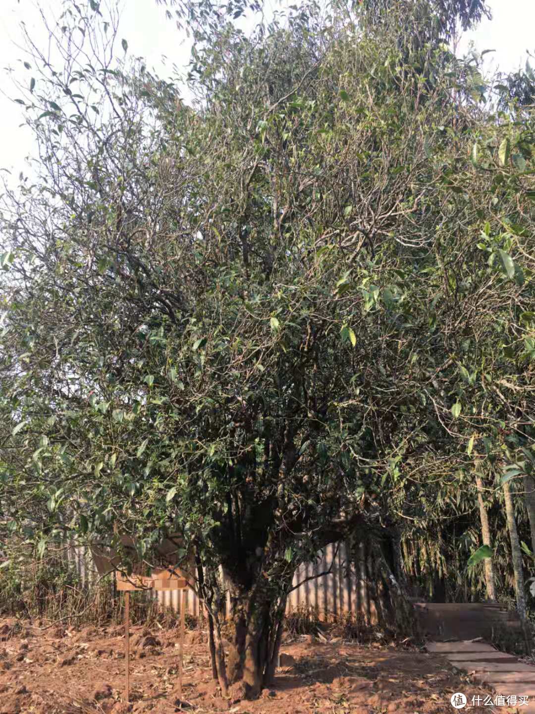 苦竹山古茶树的植株一般都较大，树冠舒张，藤条管养方式