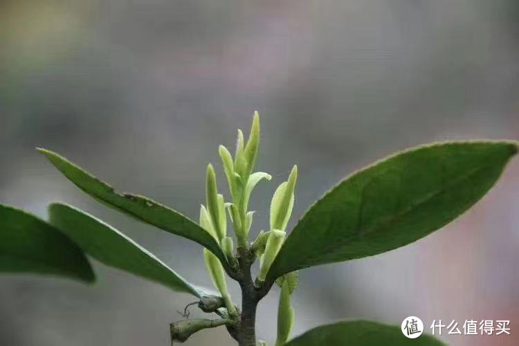 春茶季来了，春茶基础知识小科普！多维度介绍绿茶选购技巧，匹配最适合自己喜好的绿茶种类！