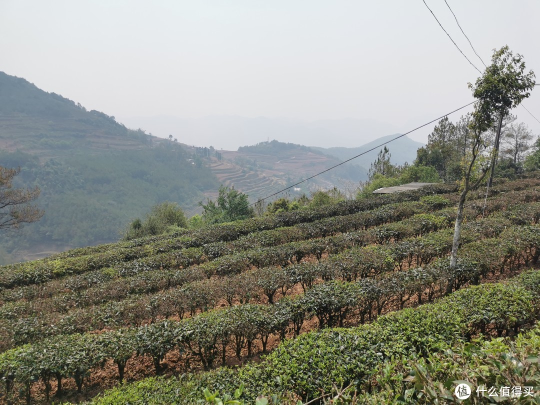 车行在普洱茶区，随处可见都是这样的密植型茶园