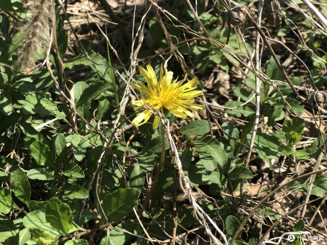 农村常见的野菜 第1种吃的人不多 最后1种惹人嫌弃 你爱吃哪种 蔬菜 什么值得买