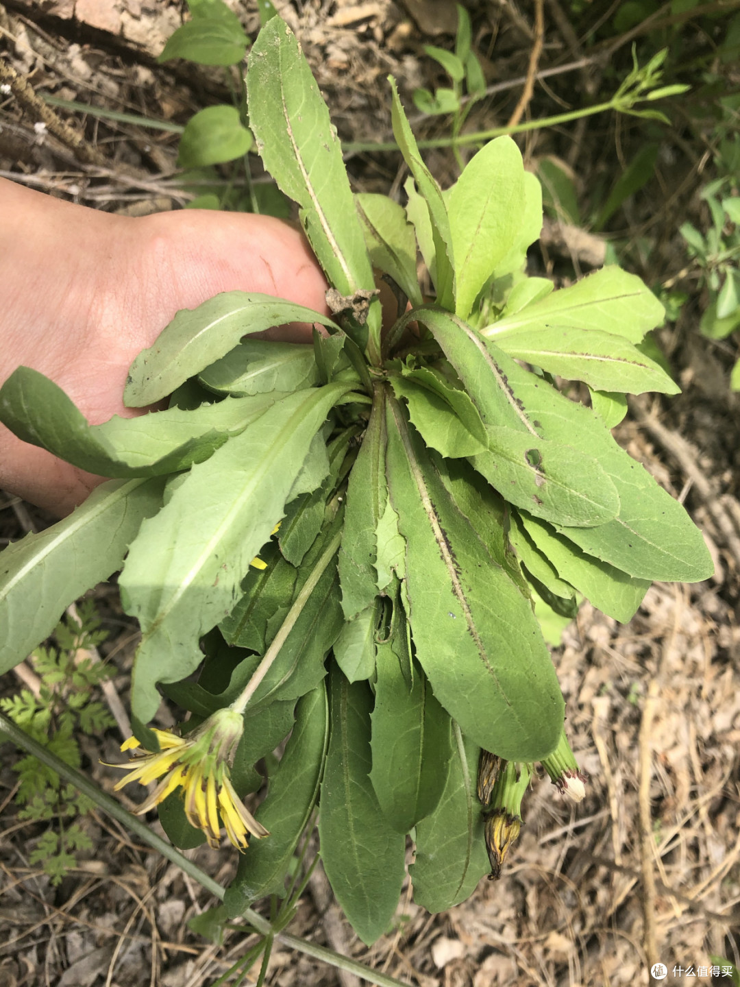 农村常见的野菜 第1种吃的人不多 最后1种惹人嫌弃 你爱吃哪种 蔬菜 什么值得买