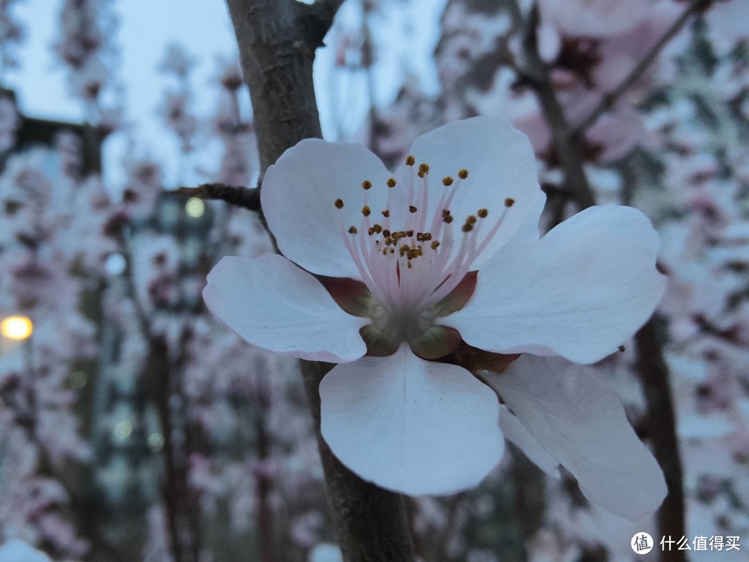 不只10亿色臻彩双主摄，更是年度“大杯”—OPPO Find X3