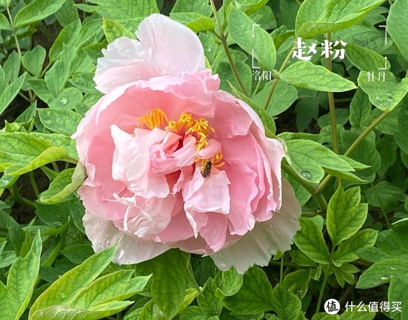 【河南】洛阳小记-中国国花园