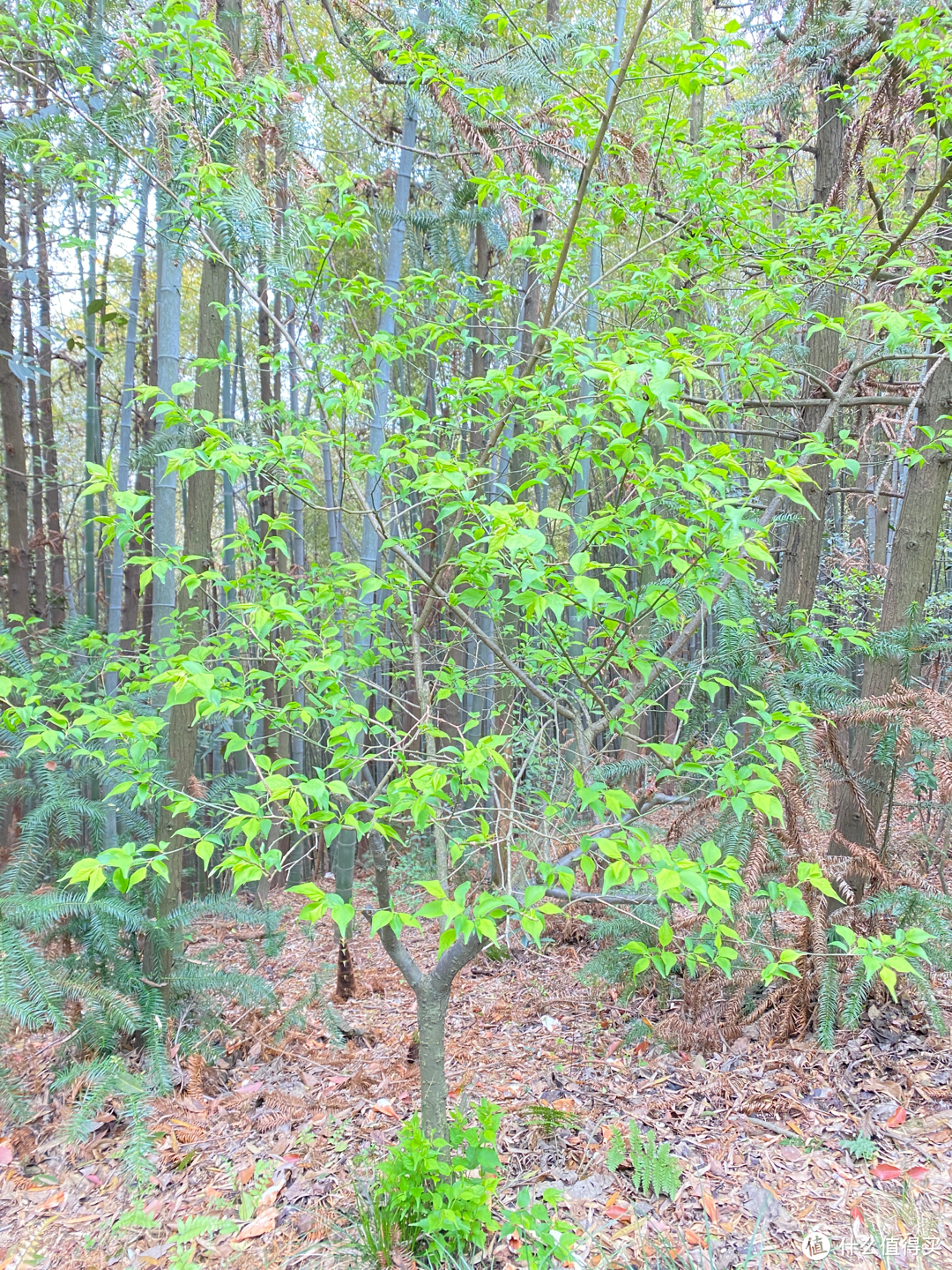 杭州旅游：半山国家森林公园清明踏青