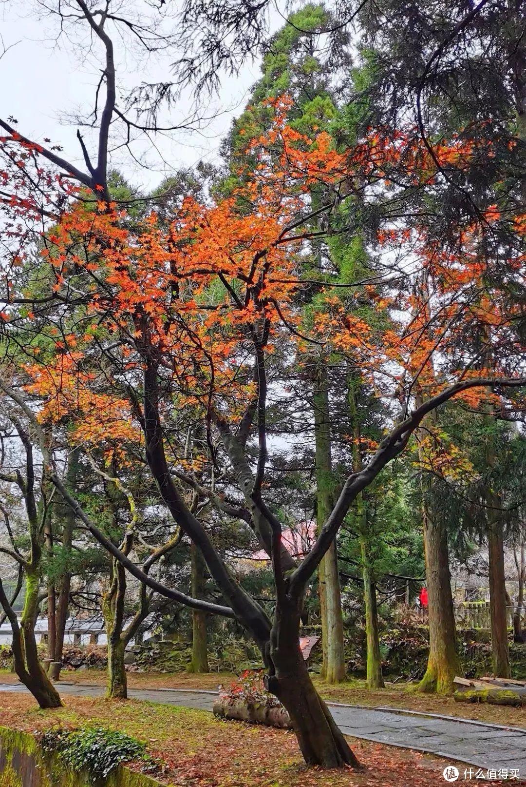 不识庐山真面目，只缘身在雾海中，庐山两日游