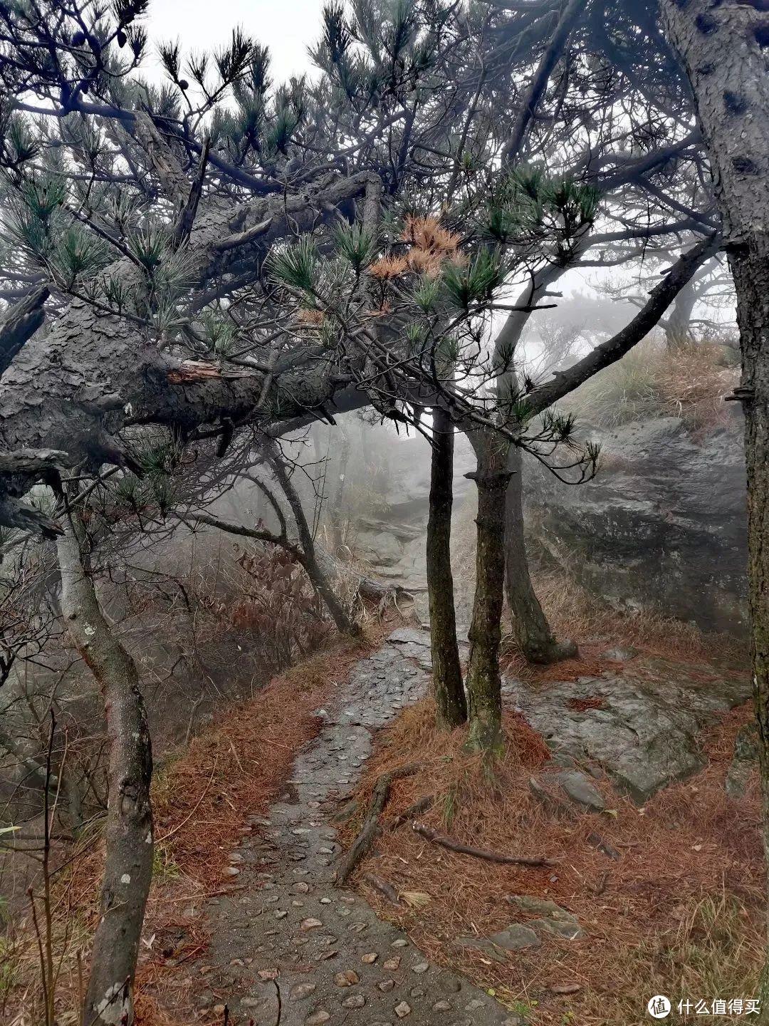 不识庐山真面目，只缘身在雾海中，庐山两日游