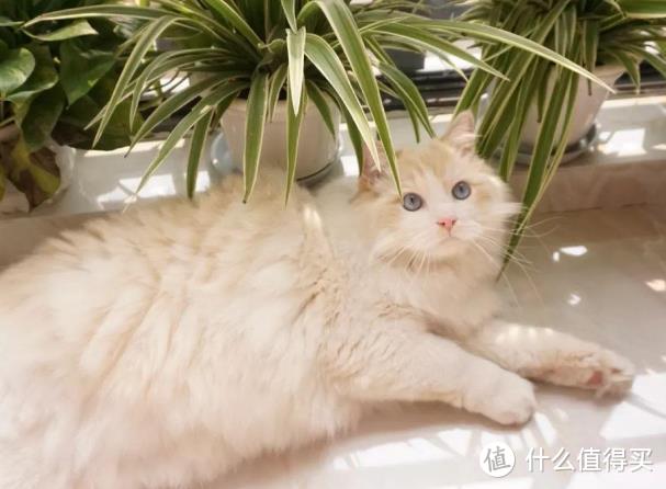 猫咪营养膏的功效和使用方法