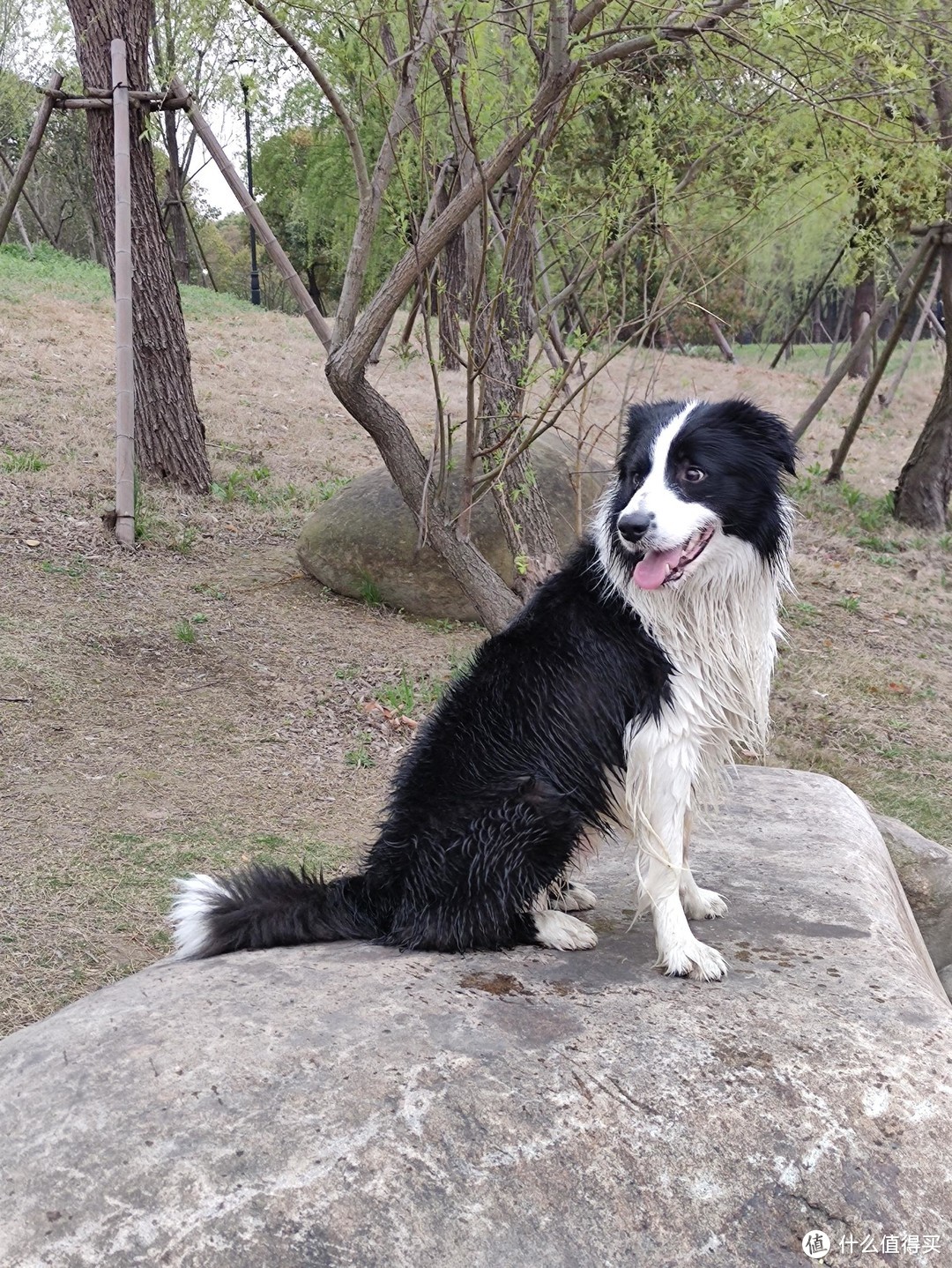 聊聊我家的宠物--边境牧羊犬（五）