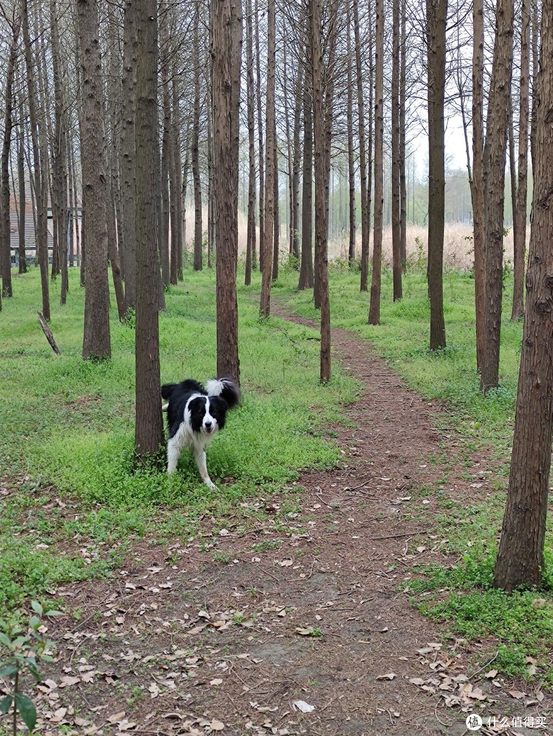 聊聊我家的宠物--边境牧羊犬（五）