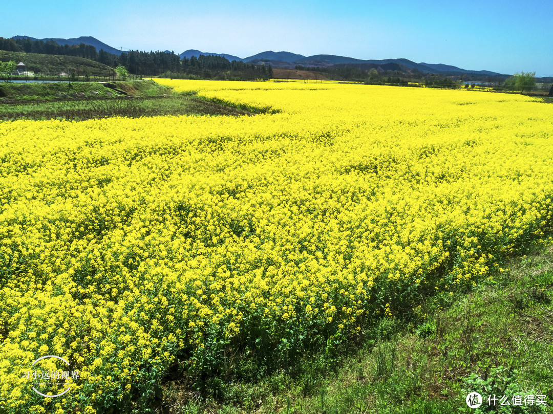 自驾春游郎溪，五颜六色的花花谁不爱