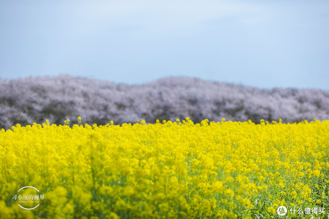 自驾春游郎溪，五颜六色的花花谁不爱