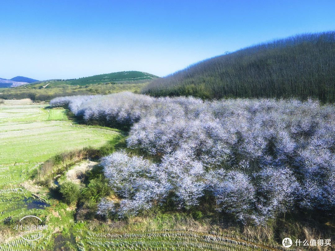 自驾春游郎溪，五颜六色的花花谁不爱