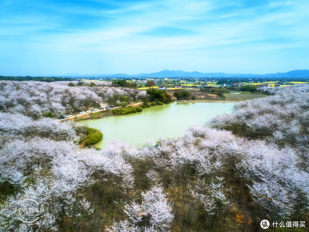 自驾春游郎溪，五颜六色的花花谁不爱