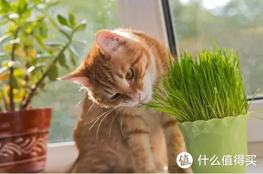 资深猫奴告诉你，化毛球片和化毛膏哪个更好用