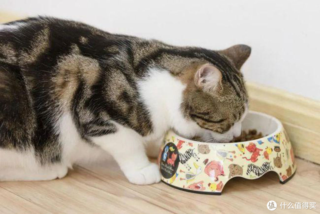 实用不贵满足猫咪吃喝拉撒的全方位需求