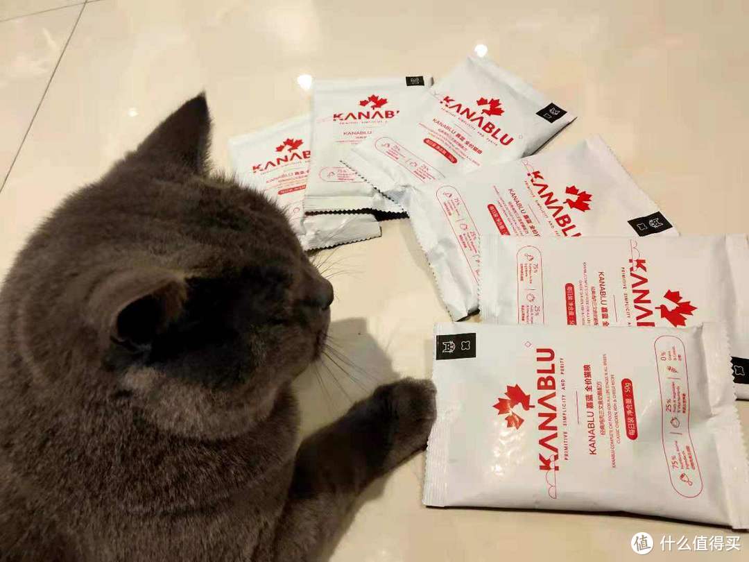 实用不贵满足猫咪吃喝拉撒的全方位需求