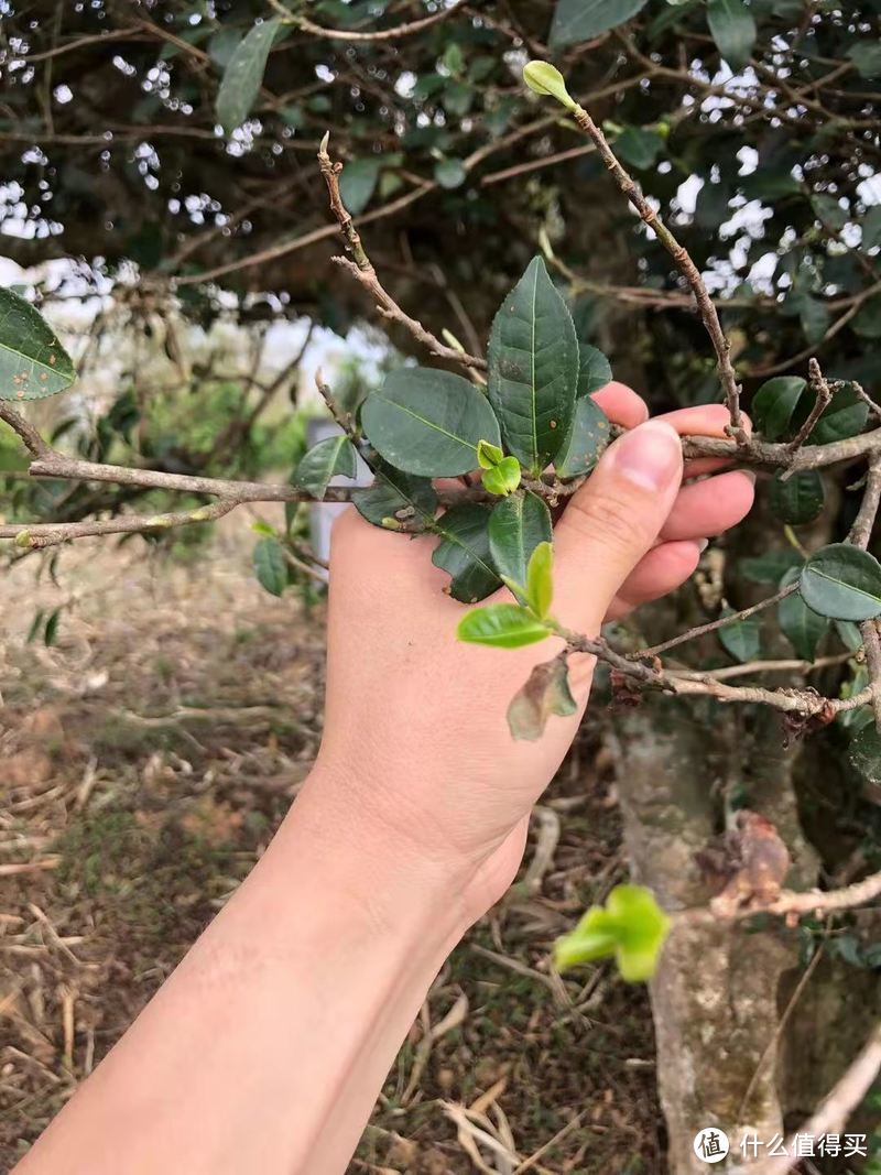 古树春茶才刚开始采摘之际 简单聊聊古茶树.临沧.“茶之九难”和采摘法