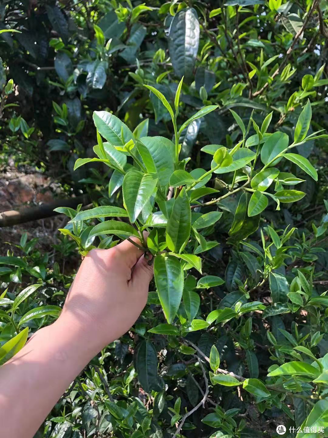 古树春茶才刚开始采摘之际 简单聊聊古茶树.临沧.“茶之九难”和采摘法