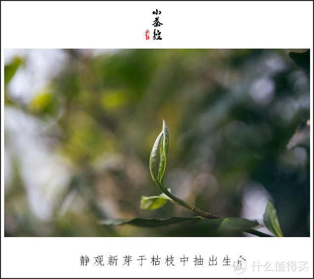 古树春茶才刚开始采摘之际 简单聊聊古茶树.临沧.“茶之九难”和采摘法