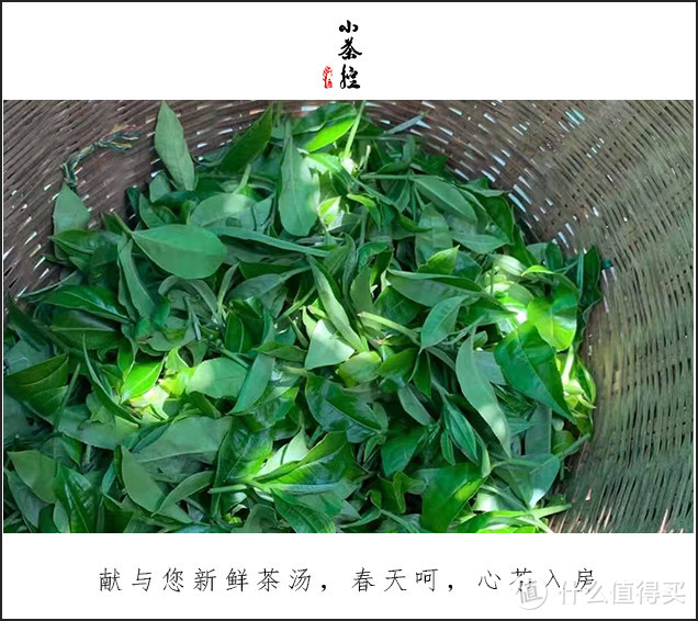 古树春茶才刚开始采摘之际 简单聊聊古茶树.临沧.“茶之九难”和采摘法