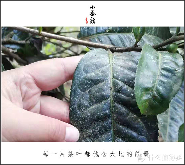 古树春茶才刚开始采摘之际 简单聊聊古茶树.临沧.“茶之九难”和采摘法