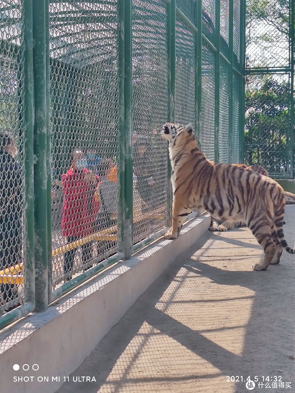 喂大猫，长焦5倍