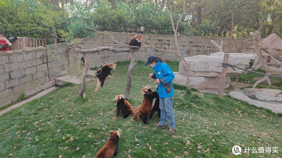 小熊猫和小浣熊是不一样的