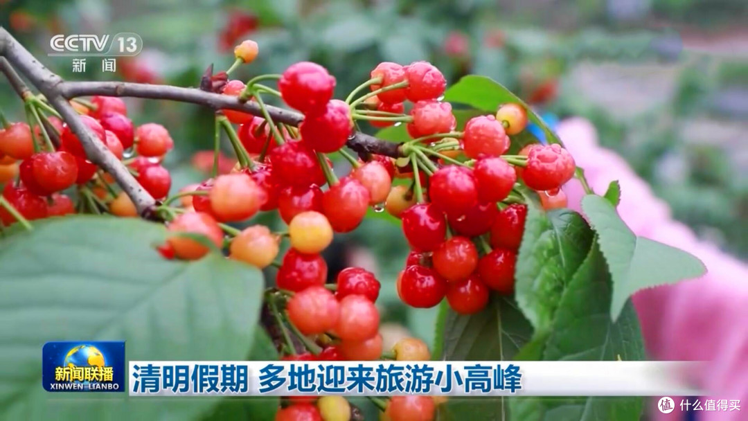 璧山樱桃登上央视4月最热门的水果好吃的重庆人都出动了