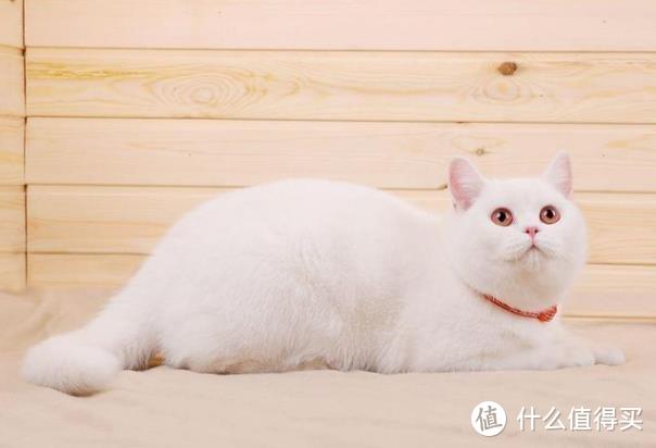 猫羊奶粉什么牌子好？给猫咪喝奶有什么需要注意的？