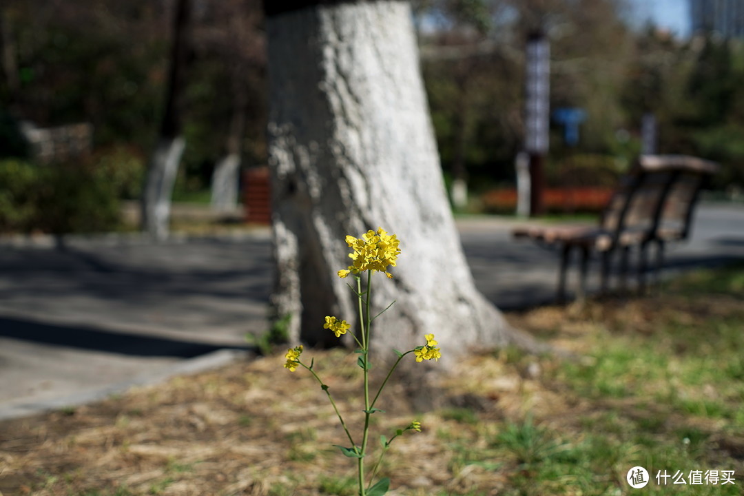 镜头老矣 尚能饭否？——宾得 SMC 50mm f1.4试镜