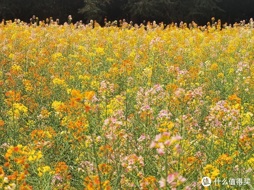 非常特别的油彩花田