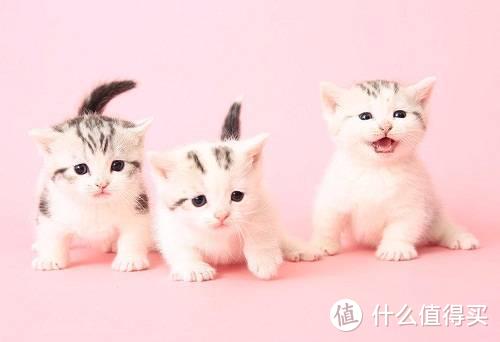 猫维生素如何补充？猫咪为什么要吃维生素？