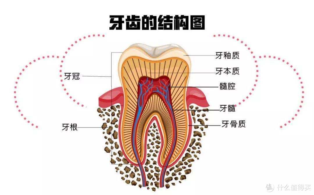 光有电动牙刷还不行，现代精致的猪猪们早都用上了冲牙器！