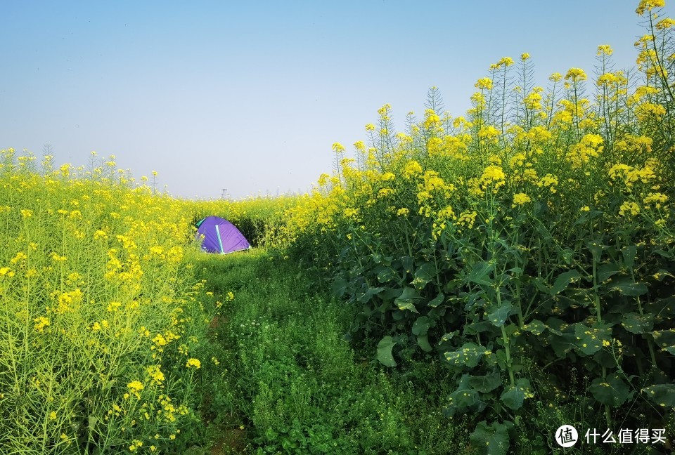 营地选在某个花间小路的尽头，一块被油菜花簇拥的小草地
