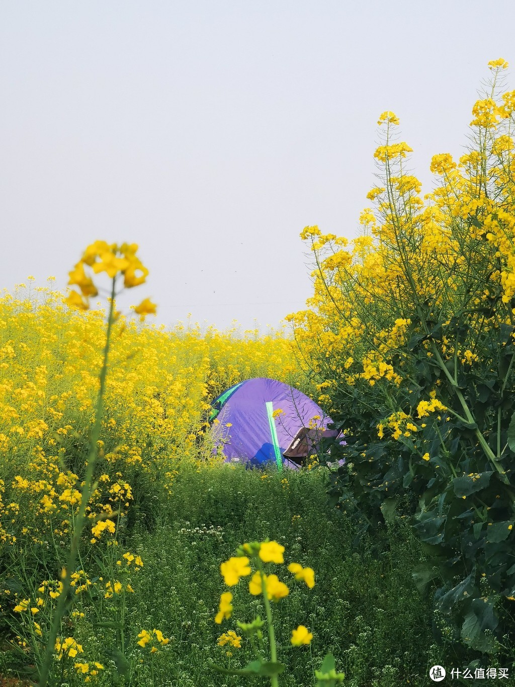 繁花深处是我家