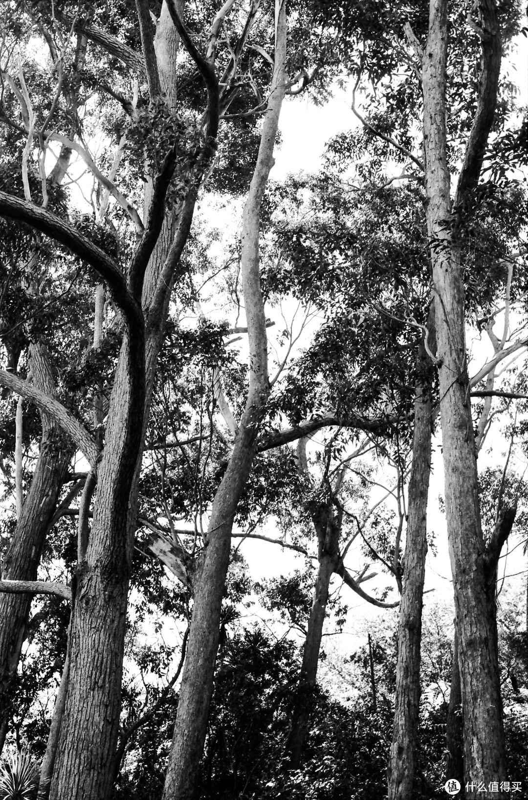 摄影中的那些执念之：我爱拍树