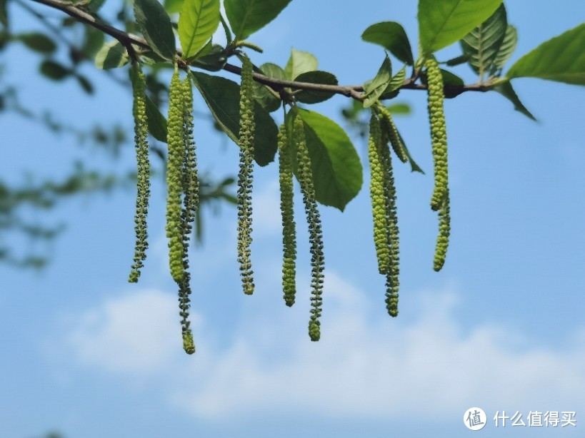 露营跑步随心飞～云南罗平油菜花之旅