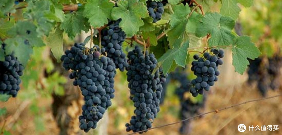 搞懂最常见“红葡萄酒”酿造品种，从认识葡萄开始，酒水扫盲贴（建议收藏）