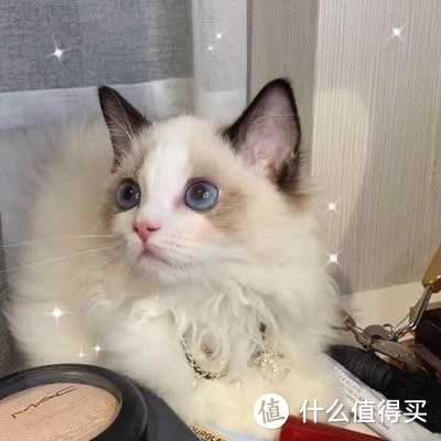 猫粮什么牌子好？Trilogy奇境，我的精致猫咪养成记