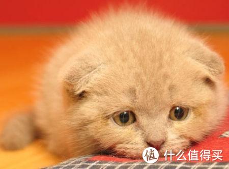 猫粮什么牌子好？适合英短的猫粮推荐