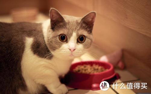 猫粮什么牌子好？适合英短的猫粮推荐